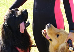 Pets 12 (17_1) (15)