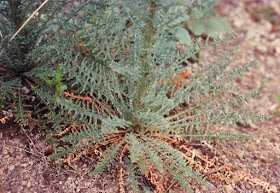 Fotografía de un ejemplar encontrado en el mismo lugar, con Arnaud Dubuisson, 17 de abril de 1981: roseta de hojas basales e inflorescencias).   Fuente: Dr. Laurent Minoux, http://www.minouxia.fr/Minouxia-HERBAR-HISP/