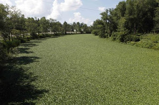 water chestnuts on river in Buffalo