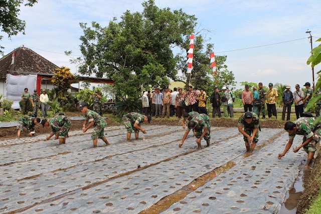 BABINSA DIM 0726/SKH IKUTI PELATIHAN TANAM BENIH LANGSUNG (TABELA)