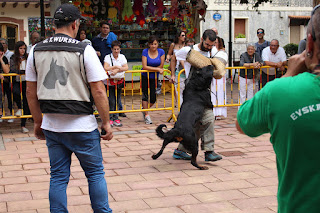 Los perros de la asociación GT Wurssy causan admiración en las fiestas de El Regato