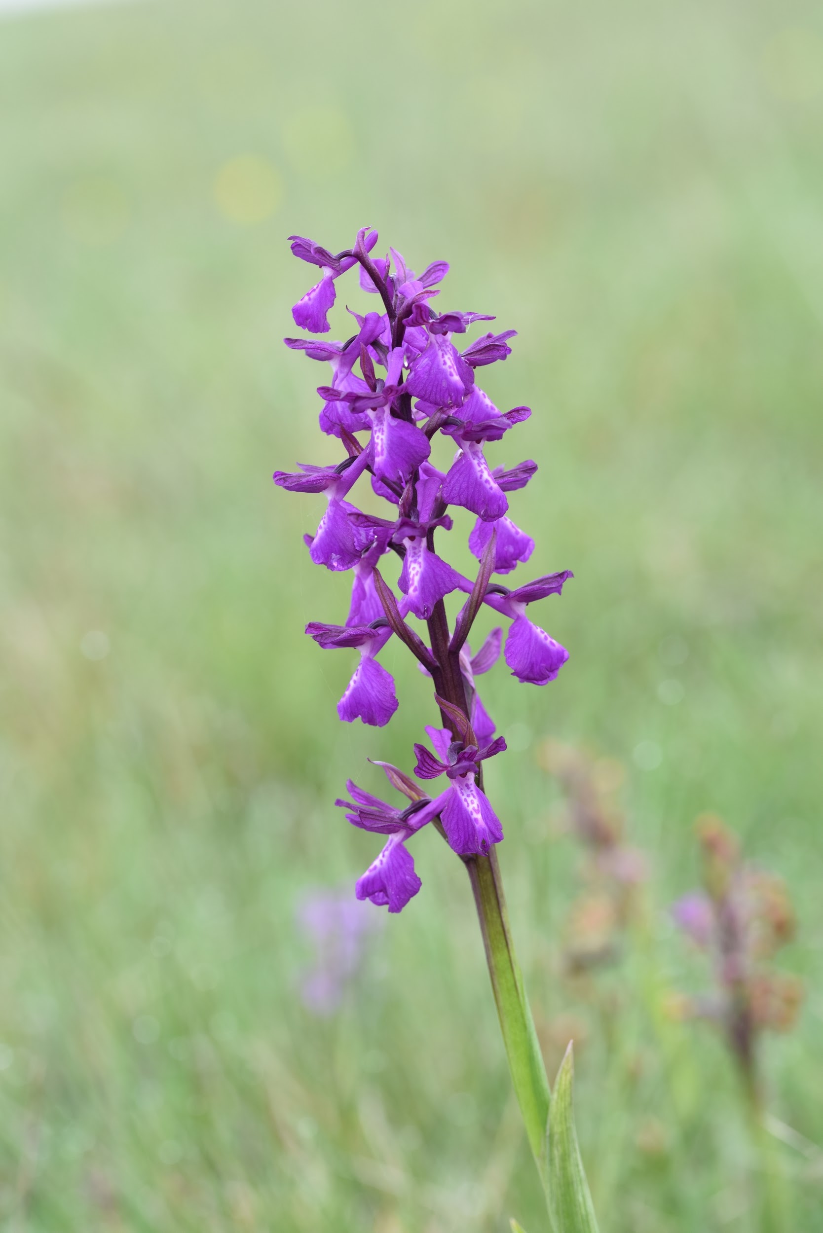 Bulbe ou gousse d'Anacamptis morio et substrat. l'orchidée à ailes vertes  ou orchidée à veines vertes, Orchis morio, bulbes d'orchidées à fleurs  violettes -  France