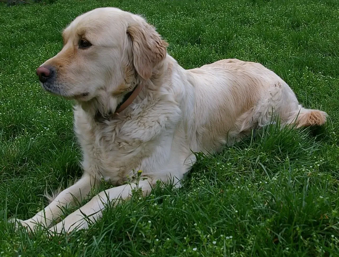Golden Retriever Love: Heartwarming Tales of Loyalty and Friendship,Retriever breeds, Retriever characteristics, Retriever puppies, Retriever training tips, Retriever health care, History of Retrievers, Retriever temperament, Retriever grooming techniques, Famous Retrievers
