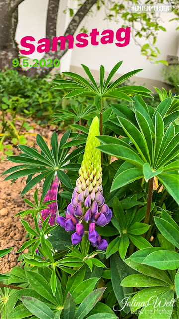 Lupine