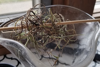 A very small cluster of Spanish moss in a jar, hanging from a bamboo skewer.