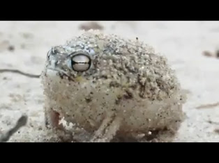 World's Cutest Frog Puts Internet Cats to Shame :P