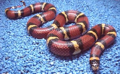 mexican milk snake: Mexican Milk Snake