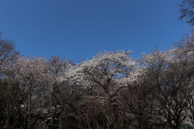 2018/03/25石神井公園