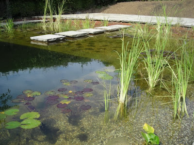 natural pool