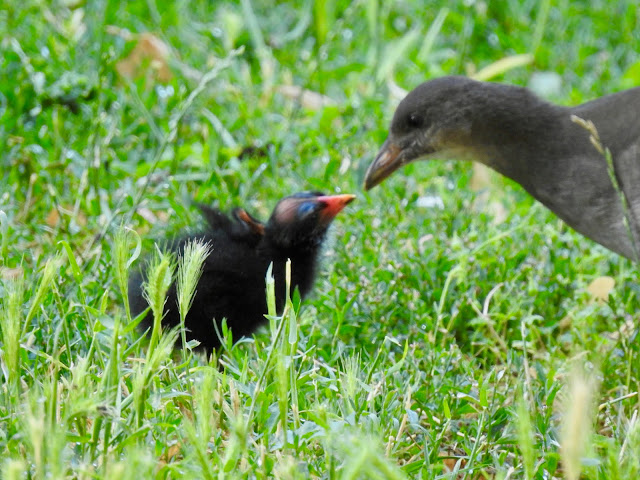 Common Moorhen