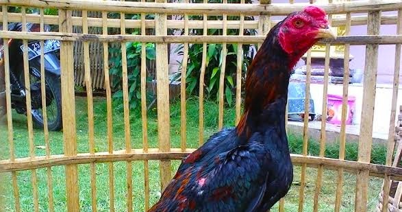 6 Cara Menguatkan Leher Ayam Aduan Agar  Keras dan Tahan Pukul