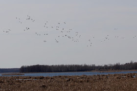 the return of waterfowl often marks Spring