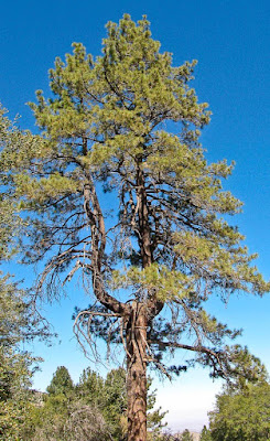 Earthquake Tree Wrightwood California San Andreas Fault