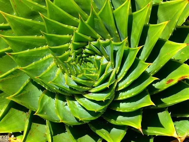 Aloe Polyphylla