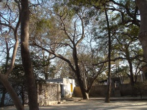 Trees at Tatiya Sthan Vrindava 2