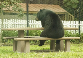 Funny animals of the week - 9 May 2014 (40 pics), cute animals, animal photos, bear sits on park bench