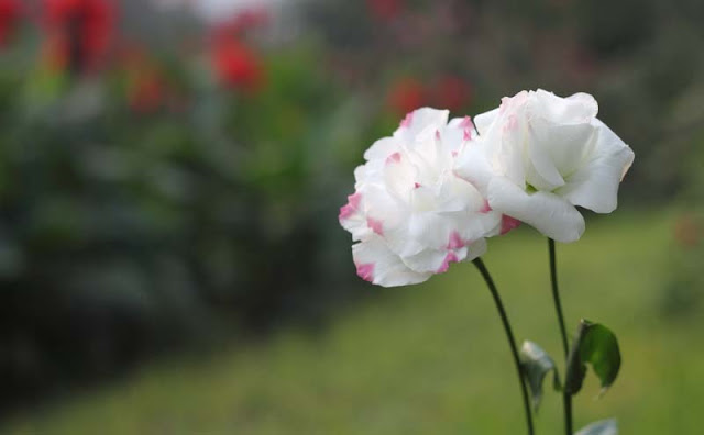 Lisianthus Flowers Pictures