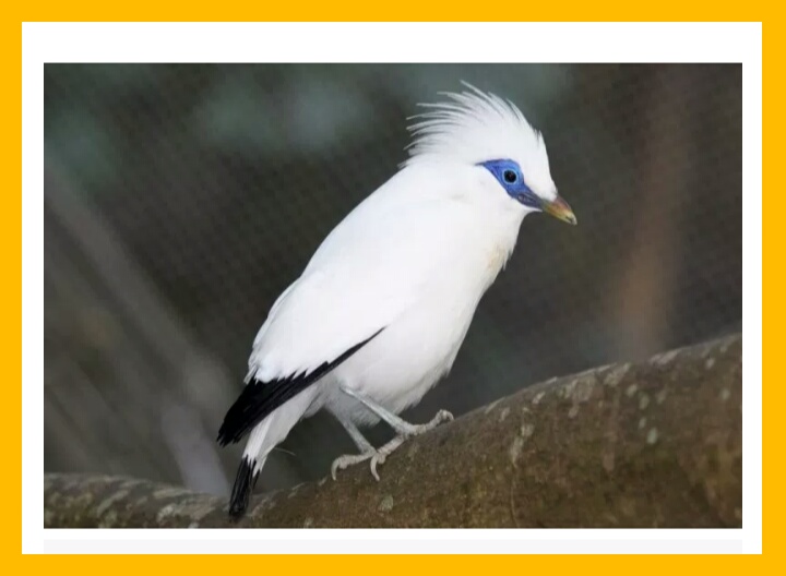 Looking at the Business Prospects of Bali Starling Breeding