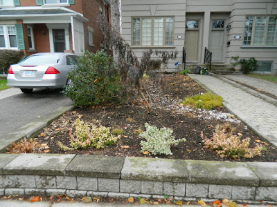 Toronto Fall Cleanup Bedford Park Front Garden after by Paul Jung Gardening Services