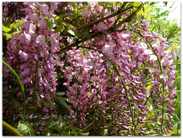 pink wisteria italy