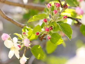 Apple tree blossoms