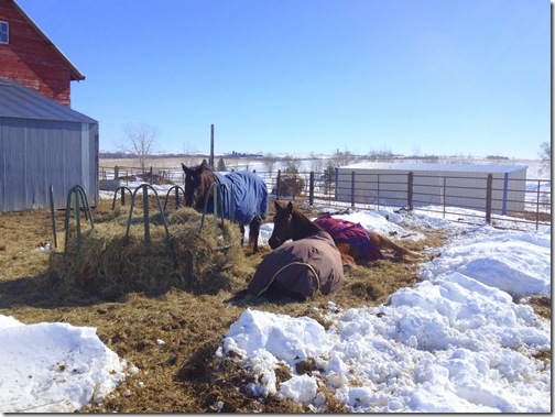 Horse Blanket 2