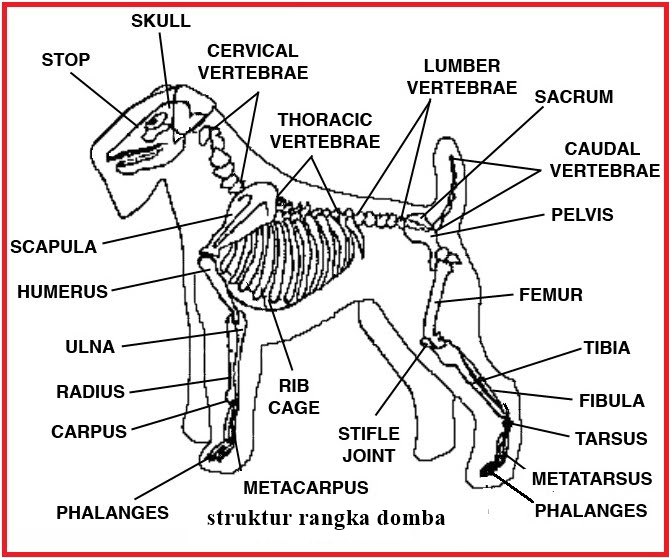 Domba (kelas mamalia)