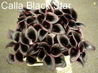 Calla Black Star