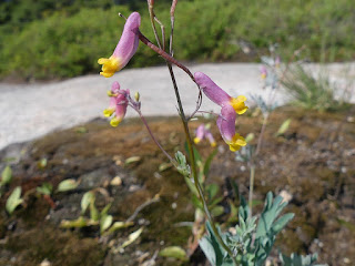 Corydale toujours verte - Corydalis sempervirens - Corydale rose