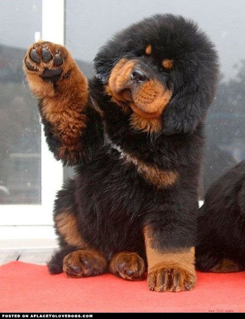 The huge Tibetan mastiff puppy