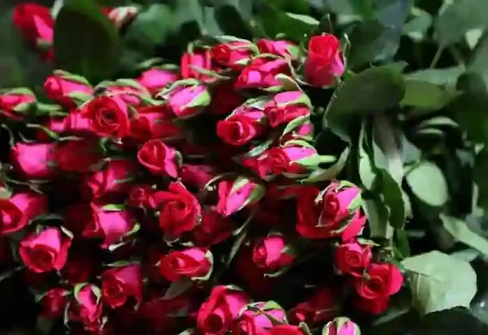 Rose Day: Decode the meaning of different rose colours