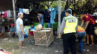 Arena Sabung Ayam di Desa Tluwah Juwana Digrebek Polisi
