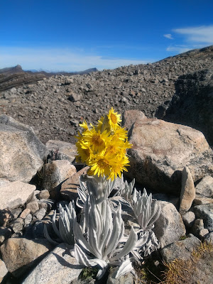 A lone frailejón: A little further down the mountain, there are thousands of them.