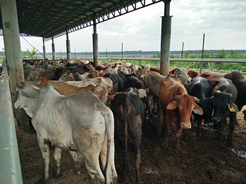 Info Ketum Taik Lembu