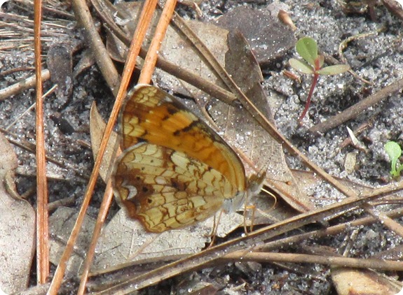 Hampton Tract - Pearl Crescent Phyciodes tharos Butterfly (2)