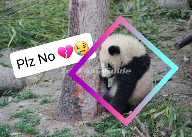 Is it timely to think about Removing Giant Pandas From the species List? 