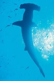 Pictures of Hammerhead Shark Predators