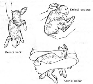 macam macam cara memegang kelinci yang benar