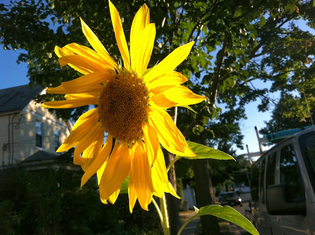 Sunflower-in-Farmingdale,NY