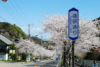 真っすぐに下る坂道の両脇に整列する満開の桜並木