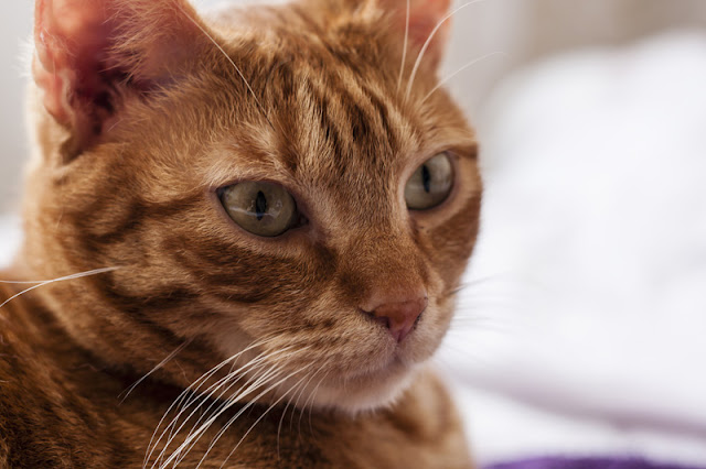 Study shows how stressed cats are at the vet, and the things we can do to help. Photo shows a ginger moggie at the veterinarian