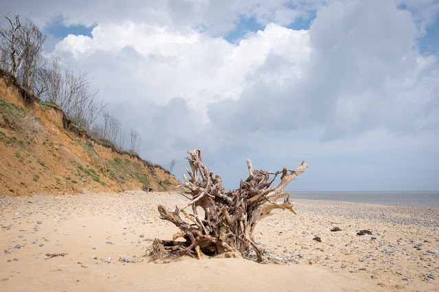 Covehithe, coastal erosion, trees, beach