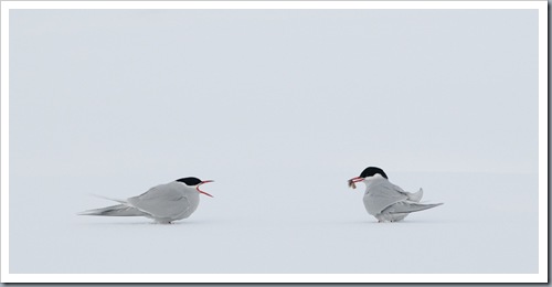 Antarctic Terns courtship feeding in the snow