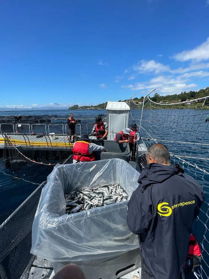Sernapesca fiscaliza escape de peces en Lago Llanquihue