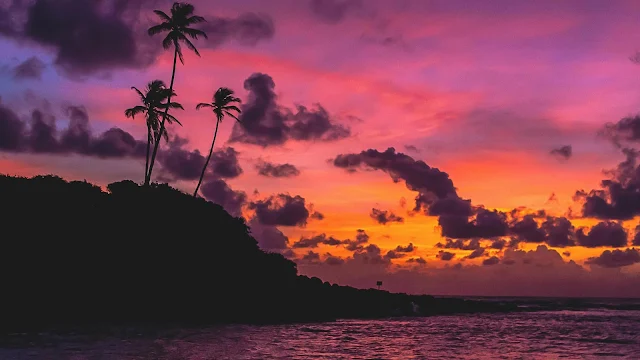 Pink Sunset, Tropical Island, Palm Trees, Sea