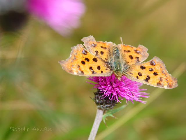 Polygonia c-aureum