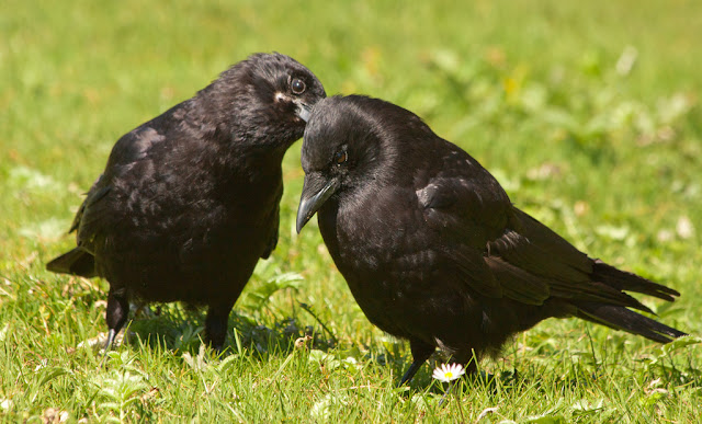 Beautiful Crow Love HD Wallpapers Free Download