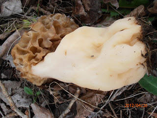 A morel, Morchella esculenta, difficult to classify