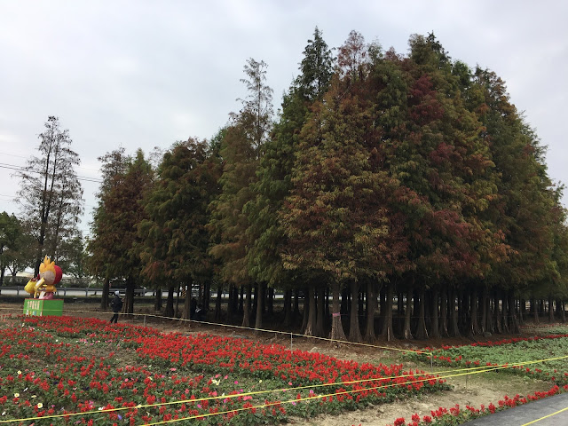 Liujia bald cypress, Tainan, Taiwan