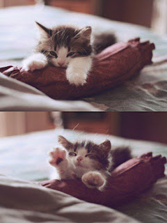 horizontally split double picture of an adorable kitty resting on a red cushion with his paws and head being the only thing visible, in the second picture he's stretching one paw towards us